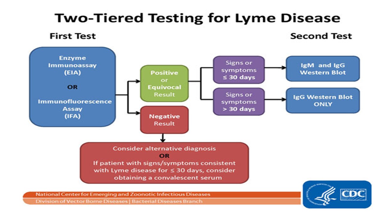 cost of western blot test for lyme disease