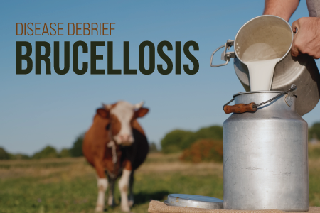 Brucellosis