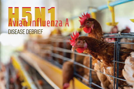 H5N1 Highly Pathogenic Avian Influenza A Virus (Bird Flu)
